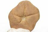 Miocene Fossil Echinoid (Clypeaster) - Taza, Morocco #215583-3